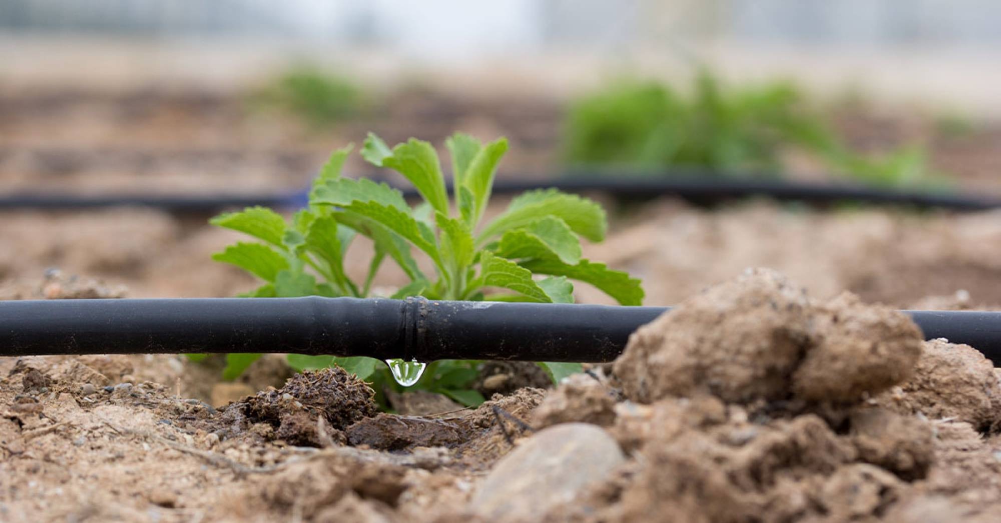Professional Irrigation Services in Lakeside, TX That Save Water and Time