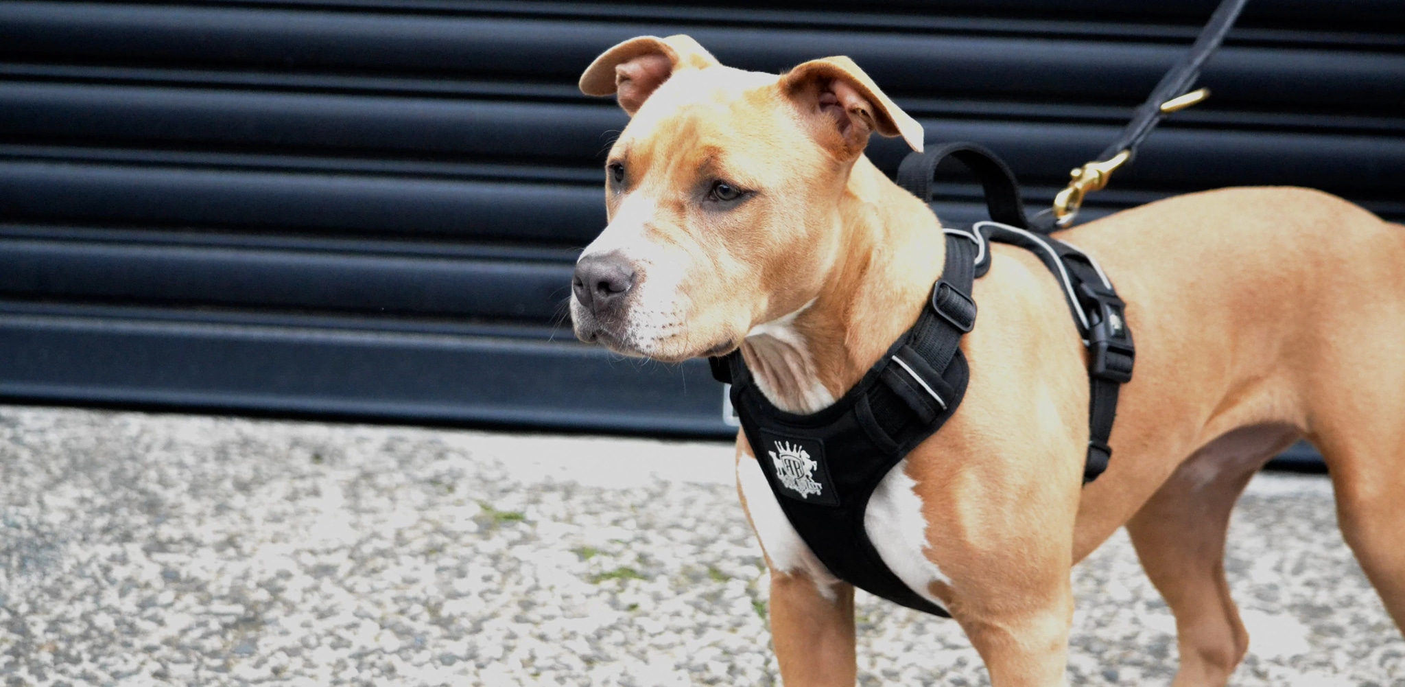 Eco-Friendly Dog Harness Supplier for Sustainable Products