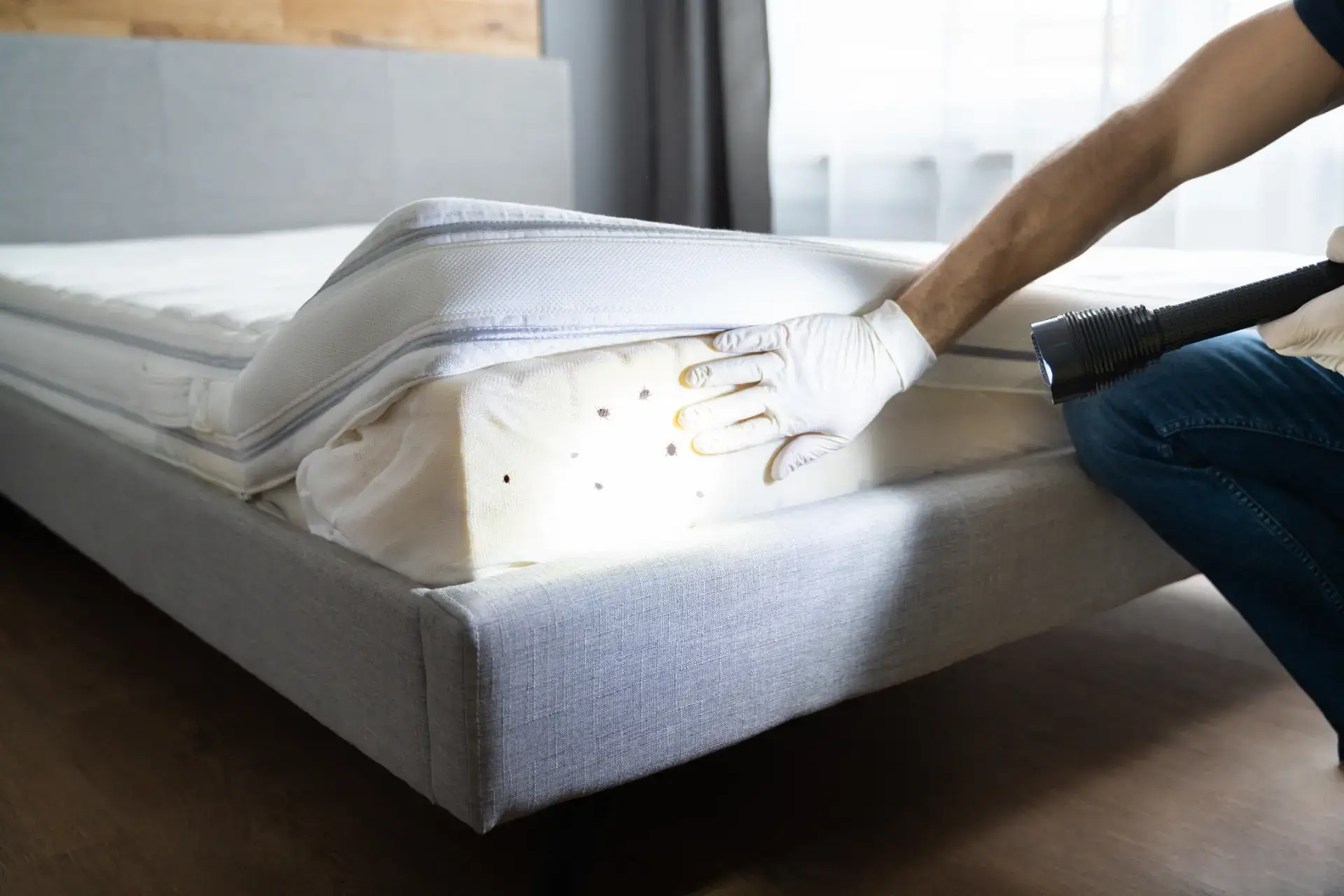 Professional Bed Bug Exterminator Milwaukee with Discreet Treatment