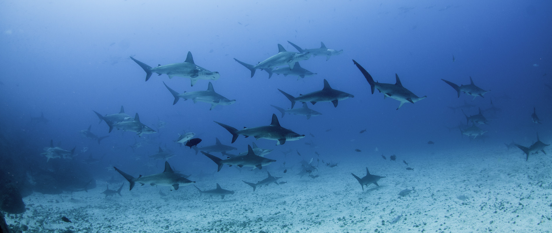 Sea of Cortez Diving Guide for Wildlife Enthusiasts