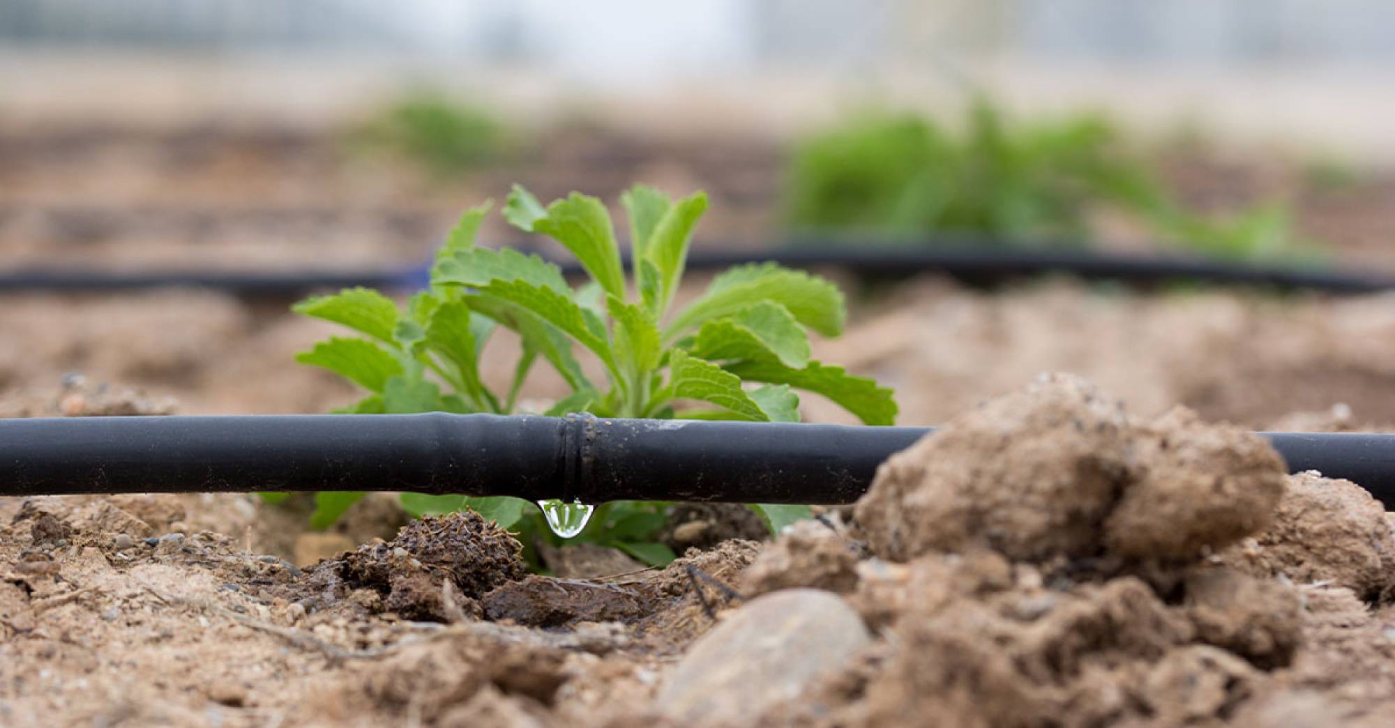 Professional Irrigation Services in Lakeside, TX That Save Water and Time