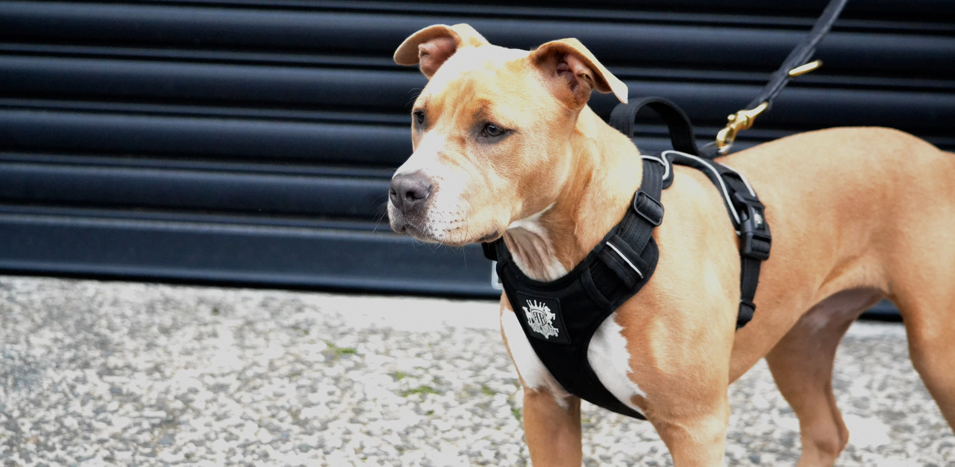 Eco-Friendly Dog Harness Supplier for Sustainable Products